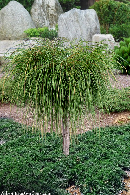 Whipcord Arborvitae (Single Trunk Topiary Tree) - 3 Gallon Pot 1 Whipcord Arborvitae (Single Trunk Topiary Tree) - 3 Gallon Pot