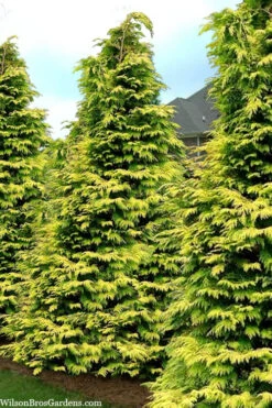 Zebrina Extra Gold Arborvitae (Western Red Cedar) - 1 Gallon Pot 7 Zebrina Extra Gold Arborvitae (Western Red Cedar) - 1 Gallon Pot -Wilson Bros Gardens thuja plicata zebrina extra gold arborvitae 24