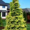 Zebrina Extra Gold Arborvitae (Western Red Cedar) - 1 Gallon Pot