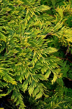 Zebrina Extra Gold Arborvitae (Western Red Cedar) - 1 Gallon Pot 6 Zebrina Extra Gold Arborvitae (Western Red Cedar) - 1 Gallon Pot -Wilson Bros Gardens thuja plicata zebrina extra gold arborvitae 28