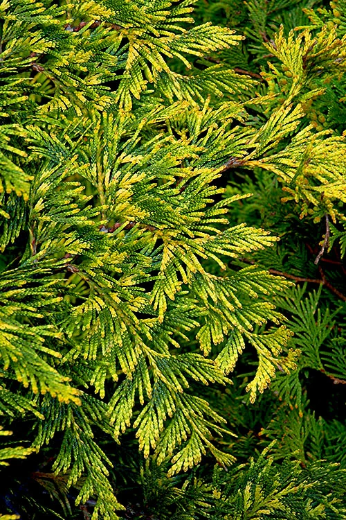 Zebrina Extra Gold Arborvitae (Western Red Cedar) - 1 Gallon Pot 3 Zebrina Extra Gold Arborvitae (Western Red Cedar) - 1 Gallon Pot - Image 3