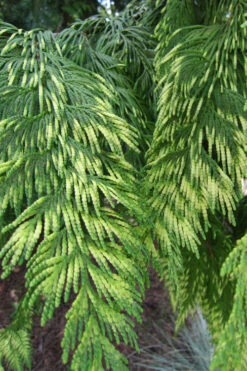 Zebrina Giant Arborvitae (Western Red Cedar) - 2 Gallon Pot -Wilson Bros Gardens thuja plicata zebrina western red cedar 1
