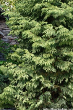 Zebrina Giant Arborvitae (Western Red Cedar) - 2 Gallon Pot -Wilson Bros Gardens thuja plicata zebrina western red cedar 3