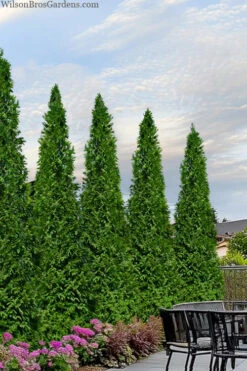 Steeplechase Arborvitae (Thuja) - 1 Gallon Pot -Wilson Bros Gardens thuja x steeplechase arborvitae 22
