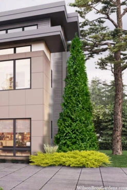 Steeplechase Arborvitae (Thuja) - 1 Gallon Pot