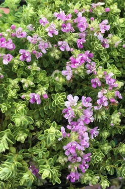 Highland Cream Creeping Thyme - 5 Pack Of Quart Pots -Wilson Bros Gardens thyme highland cream 500x750 2