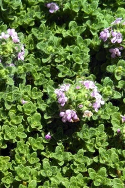 Leprechaun Creeping Thyme - 5 Pack Of Quart Pots -Wilson Bros Gardens thyme leprechaun 500x750 1