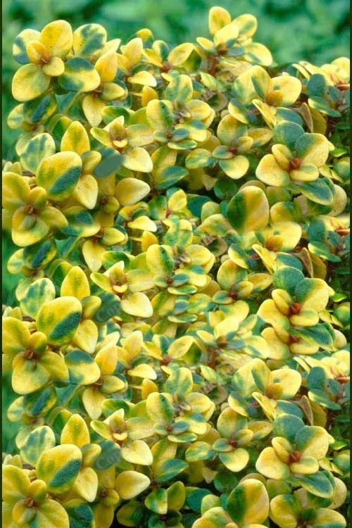 Doone Valley Thyme - 6 Pack Of Pint Pots 4 Doone Valley Thyme - 6 Pack Of Pint Pots - Image 4