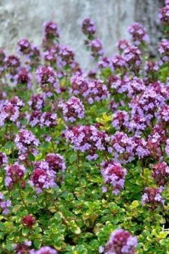 Doone Valley Thyme - 6 Pack Of Pink Pots -Wilson Bros Gardens thymus citriodorus doone valley 3