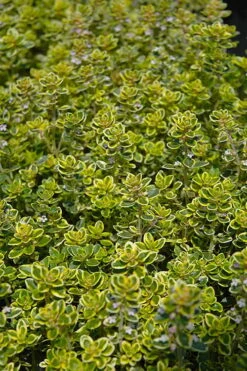 Golden Lemon Thyme - Thymus Citriodorus 'Aurea') - 5 Pack Of Quart Pots -Wilson Bros Gardens thymus citriodorus golden lemon thyme 3 1