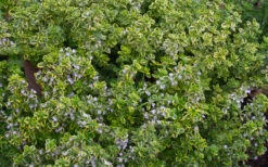 Golden Lemon Thyme - Thymus Citriodorus 'Aurea') - 5 Pack Of Quart Pots -Wilson Bros Gardens thymus citriodorus golden lemon thyme 4 3