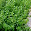 Lemon Thyme (Thymus Citriodorus) - 6 Pack Of Pint Pots