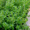 Lemon Thyme (Thymus Citriodorus) - 6 Pack Of Pint Pots