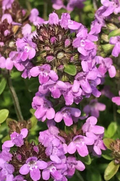 Lime Thyme (Thymus Citriodorus)- 5 Pack Of Pint Pots -Wilson Bros Gardens thymus citriodorus lime thyme 3