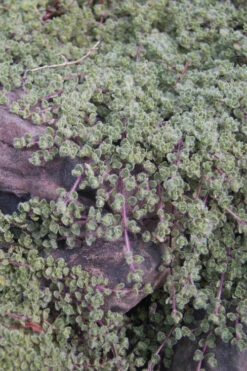 Woolly Creeping Thyme (Thymus Lanuginosis) - 18 Pack Of Pint Pots -Wilson Bros Gardens thymus lanuginosis wooly thyme 11