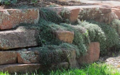 Woolly Creeping Thyme (Thymus Lanuginosis) - 18 Pack Of Pint Pots -Wilson Bros Gardens thymus lanuginosis wooly thyme 4