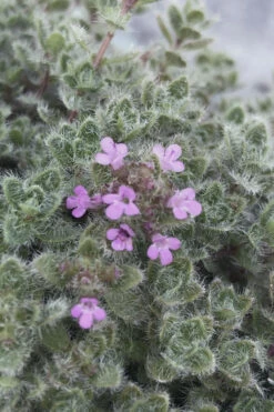 Woolly Creeping Thyme (Thymus Lanuginosis) - 18 Pack Of Pint Pots -Wilson Bros Gardens thymus lanuginosis wooly thyme 5