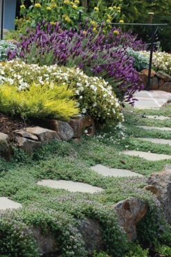 Woolly Creeping Thyme (Thymus Lanuginosis) - 18 Pack Of Pint Pots