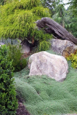 Woolly Creeping Thyme (Thymus Lanuginosis) - 18 Pack Of Pint Pots -Wilson Bros Gardens thymus lanuginosis wooly thyme 8