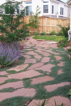 Woolly Creeping Thyme (Thymus Lanuginosis) - 18 Pack Of Pint Pots -Wilson Bros Gardens thymus lanuginosis wooly thyme 9