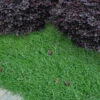 Leprechaun Creeping Thyme - 5 Pack Of Quart Pots