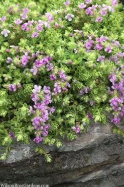 Highland Cream Creeping Thyme - 5 Pack Of Quart Pots -Wilson Bros Gardens thymus praecox highland creeping thyme 1