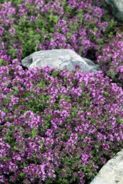Magic Carpet Creeping Thyme (Thymus Serpyllum) - 6 Pack Of Pint Pots -Wilson Bros Gardens thymus serpyllum magic carpet creeping thyme 2 1