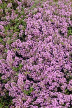 Magic Carpet Creeping Thyme (Thymus Serpyllum) - 1 Gallon Pot 8 Magic Carpet Creeping Thyme (Thymus Serpyllum) - 1 Gallon Pot -Wilson Bros Gardens thymus serpyllum magic carpet creeping thyme 7