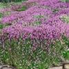 Magic Carpet Creeping Thyme (Thymus Serpyllum) - 1 Gallon Pot