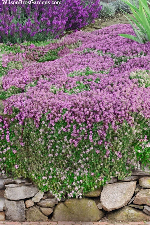 Magic Carpet Creeping Thyme (Thymus Serpyllum) - 1 Gallon Pot 1 Magic Carpet Creeping Thyme (Thymus Serpyllum) - 1 Gallon Pot