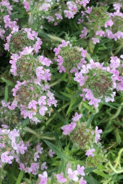 Spicy Orange Thyme - 6 Pack Of Pint Pots -Wilson Bros Gardens thymus spicy orange thyme 11