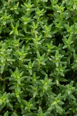 English Thyme (Thymus Vulgaris) - 6 Pack Of Pint Pots -Wilson Bros Gardens thymus vulgaris english thyme 2