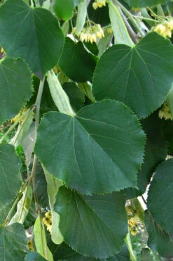 American Basswood Tree (Tilia Americana) - 3 Gallon Pot 9 American Basswood Tree (Tilia Americana) - 3 Gallon Pot -Wilson Bros Gardens tilia americana basswood tree 1
