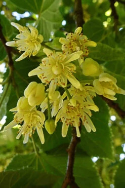 American Basswood Tree (Tilia Americana) - 3 Gallon Pot 10 American Basswood Tree (Tilia Americana) - 3 Gallon Pot -Wilson Bros Gardens tilia americana basswood tree 2