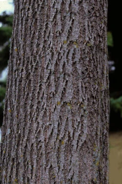 American Basswood Tree (Tilia Americana) - 3 Gallon Pot 11 American Basswood Tree (Tilia Americana) - 3 Gallon Pot -Wilson Bros Gardens tilia americana basswood tree 3