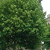 American Basswood Tree (Tilia Americana) - 3 Gallon Pot