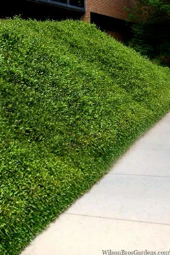 Asian Jasmine - Asiatic Jasmine - 18 Count Flat Of Pint Pots