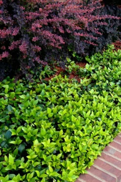 Asian Jasmine - Asiatic Jasmine - 6 Pack Of Pint Pots -Wilson Bros Gardens trachelospermum asiaticum asian jasmine 2 2