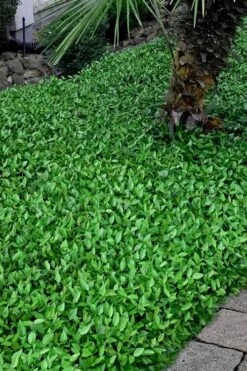 Asian Jasmine (Trachelospermum Asiaticum) - 72 Pack Of 3.5" Pint Pots -Wilson Bros Gardens trachelospermum asiaticum asian jasmine 3 1