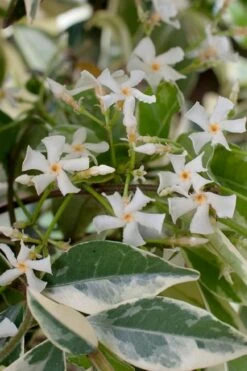 Variegated Confederate Jasmine - Trachelospermum Jasminoides - 6 Pack Of 1 Gallon Pots -Wilson Bros Gardens trachelospermum jasminoides variegatum confederate jasmine 2 1