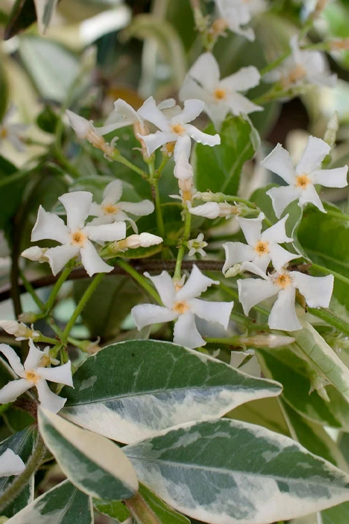 Variegated Confederate Jasmine - Trachelospermum Jasminoides - 6 Pack Of 1 Gallon Pots 5 Variegated Confederate Jasmine - Trachelospermum Jasminoides - 6 Pack Of 1 Gallon Pots - Image 5