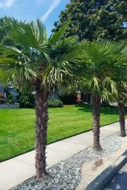 Windmill Cold Hardy Palm Tree - 7 Gallon Pot (2-3') 12 Windmill Cold Hardy Palm Tree - 7 Gallon Pot (2-3') -Wilson Bros Gardens trachycarpus fortunei windmill palm 12 1