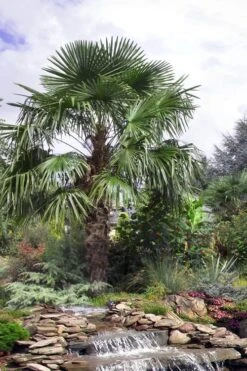 Windmill Cold Hardy Palm Tree - 7 Gallon Pot (2-3') 11 Windmill Cold Hardy Palm Tree - 7 Gallon Pot (2-3') -Wilson Bros Gardens trachycarpus fortunei windmill palm 13 1