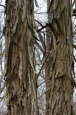 Shagbark Hickory Tree (Carya Ovata) - 3 Gallon Pot -Wilson Bros Gardens tree hickory shagbark 500x750 2