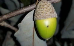 Chestnut Oak Tree (Quercus Prinus) - 3 Gallon Pot 14 Chestnut Oak Tree (Quercus Prinus) - 3 Gallon Pot -Wilson Bros Gardens tree oak 20chestnut 2 800x500 3