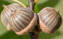 Pin Oak Tree (Quercus Palustris) - 1 Gallon Pot 16 Pin Oak Tree (Quercus Palustris) - 1 Gallon Pot -Wilson Bros Gardens tree oak pin 3 800x500 1