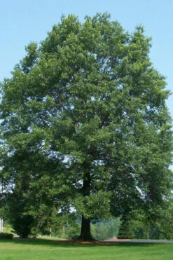 Pin Oak Tree (Quercus Palustris) - 3 Pack Of 1.5 Quart Pots -Wilson Bros Gardens tree oak pin 500x750 3
