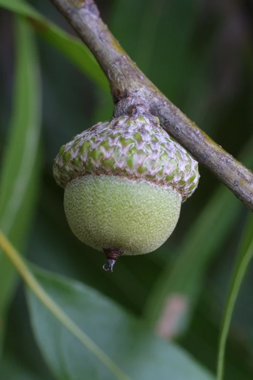 Willow Oak Tree (Quercus Phellos) - 1 Gallon Pot 8 Willow Oak Tree (Quercus Phellos) - 1 Gallon Pot - Image 8