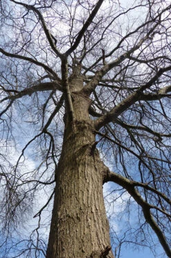 Willow Oak Tree (Quercus Phellos) - 3 Pack Of 1.5 Quart Pots -Wilson Bros Gardens tree oak willow 500x750 1
