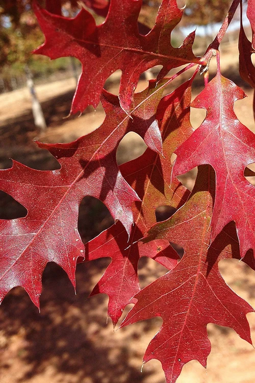 Nuttall Oak Tree (Quercus Nuttallii) - 1 Gallon Pot 6 Nuttall Oak Tree (Quercus Nuttallii) - 1 Gallon Pot - Image 6